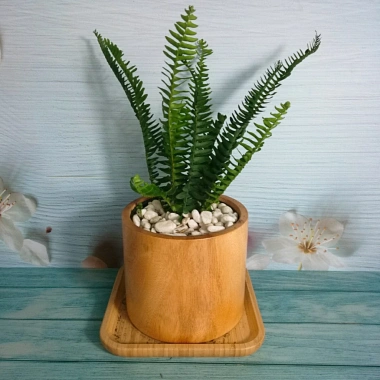Cây Dương Xỉ Lá Me - Trồng Ban Công, Sân Vườn, Tiểu Cảnh, Chịu Nắng, Dễ Chăm Sóc, 18.000đ
