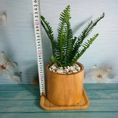 Cây Dương Xỉ Lá Me - Trồng Ban Công, Sân Vườn, Tiểu Cảnh, Chịu Nắng, Dễ Chăm Sóc, 18.000đ
