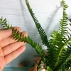 Cây Dương Xỉ Lá Me - Trồng Ban Công, Sân Vườn, Tiểu Cảnh, Chịu Nắng, Dễ Chăm Sóc, 18.000đ 5