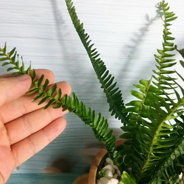 Cây Dương Xỉ Lá Me - Trồng Ban Công, Sân Vườn, Tiểu Cảnh, Chịu Nắng, Dễ Chăm Sóc, 18.000đ