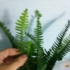 Cây Dương Xỉ Lá Me - Trồng Ban Công, Sân Vườn, Tiểu Cảnh, Chịu Nắng, Dễ Chăm Sóc, 18.000đ 7