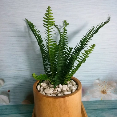 Cây Dương Xỉ Lá Me - Trồng Ban Công, Sân Vườn, Tiểu Cảnh, Chịu Nắng, Dễ Chăm Sóc, 18.000đ 9 Cây Dương Xỉ Lá Me - Trồng Ban Công, Sân Vườn, Tiểu Cảnh, Chịu Nắng, Dễ Chăm Sóc, 18.000đ 9