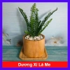 Cây Dương Xỉ Lá Me - Trồng Ban Công, Sân Vườn, Tiểu Cảnh, Chịu Nắng, Dễ Chăm Sóc, 18.000đ 10