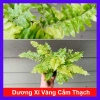 Cây Dương Xỉ Vàng Cẩm Thạch mới - màu tươi sáng, giảm giá 39.000₫ chỉ 47.970₫