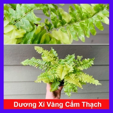 Cây Dương Xỉ Vàng Cẩm Thạch mới - màu tươi sáng, giảm giá 39.000₫ chỉ 47.970₫