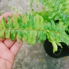 Cây Dương Xỉ Vàng Cẩm Thạch mới - màu tươi sáng, giảm giá 39.000₫ chỉ 47.970₫ 3