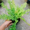 Cây Dương Xỉ Vàng Cẩm Thạch mới - màu tươi sáng, giảm giá 39.000₫ chỉ 47.970₫ 4