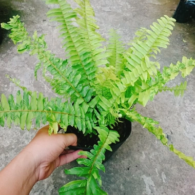 Cây Dương Xỉ Vàng Cẩm Thạch mới - màu tươi sáng, giảm giá 39.000₫ chỉ 47.970₫