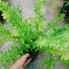 Cây Dương Xỉ Vàng Cẩm Thạch mới - màu tươi sáng, giảm giá 39.000₫ chỉ 47.970₫ 5