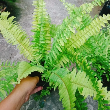 Cây Dương Xỉ Vàng Cẩm Thạch mới - màu tươi sáng, giảm giá 39.000₫ chỉ 47.970₫