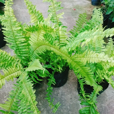 Cây Dương Xỉ Vàng Cẩm Thạch mới - màu tươi sáng, giảm giá 39.000₫ chỉ 47.970₫