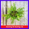 Cây Dương Xỉ Xương Cá Asplenium Kenzoi - Cây cảnh nhà, hồ cá, sân vườn, 45.000 VND