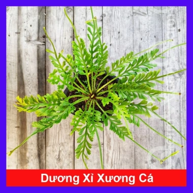 Cây Dương Xỉ Xương Cá Asplenium Kenzoi - Cây cảnh nhà, hồ cá, sân vườn, 45.000 VND