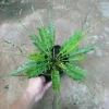 Cây Dương Xỉ Xương Cá Asplenium Kenzoi - Cây cảnh nhà, hồ cá, sân vườn, 45.000 VND 2