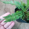 Cây Dương Xỉ Xương Cá Asplenium Kenzoi - Cây cảnh nhà, hồ cá, sân vườn, 45.000 VND 3