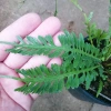 Cây Dương Xỉ Xương Cá Asplenium Kenzoi - Cây cảnh nhà, hồ cá, sân vườn, 45.000 VND 4