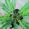 Cây Dương Xỉ Xương Cá Asplenium Kenzoi - Cây cảnh nhà, hồ cá, sân vườn, 45.000 VND 5