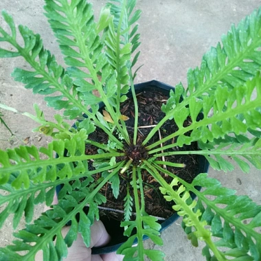 Cây Dương Xỉ Xương Cá Asplenium Kenzoi - Cây cảnh nhà, hồ cá, sân vườn, 45.000 VND
