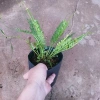 Cây Dương Xỉ Xương Cá Asplenium Kenzoi - Cây cảnh nhà, hồ cá, sân vườn, 45.000 VND 6