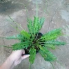 Cây Dương Xỉ Xương Cá Asplenium Kenzoi - Cây cảnh nhà, hồ cá, sân vườn, 45.000 VND 7