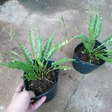 Cây Dương Xỉ Xương Cá Asplenium Kenzoi - Cây cảnh nhà, hồ cá, sân vườn, 45.000 VND