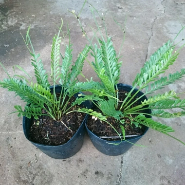 Cây Dương Xỉ Xương Cá Asplenium Kenzoi - Cây cảnh nhà, hồ cá, sân vườn, 45.000 VND
