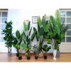 Cây Giả Trang Trí 80cm thiết kế độc đáo - Lá Rùa, Trầu Bà Nam Mỹ, Chuối Thiên Điểu, Môn Quan Âm - Giá ưu đãi 31.000 VND 2