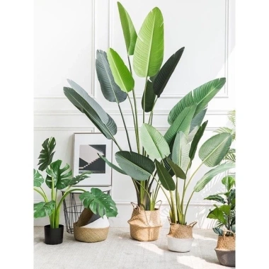 Cây Giả Trang Trí 80cm thiết kế độc đáo - Lá Rùa, Trầu Bà Nam Mỹ, Chuối Thiên Điểu, Môn Quan Âm - Giá ưu đãi 31.000 VND 5