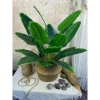 Cây Giả Trang Trí 80cm thiết kế độc đáo - Lá Rùa, Trầu Bà Nam Mỹ, Chuối Thiên Điểu, Môn Quan Âm - Giá ưu đãi 31.000 VND 9