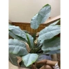 Cây Giả Trang Trí 80cm thiết kế độc đáo - Lá Rùa, Trầu Bà Nam Mỹ, Chuối Thiên Điểu, Môn Quan Âm - Giá ưu đãi 31.000 VND 11