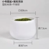 Cây Giả Trang Trí 80cm thiết kế độc đáo - Lá Rùa, Trầu Bà Nam Mỹ, Chuối Thiên Điểu, Môn Quan Âm - Giá ưu đãi 31.000 VND 31