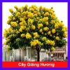 Cây Giáng Hương - Cây công trình, sân vườn bóng mát, giảm giá 25.000 VND