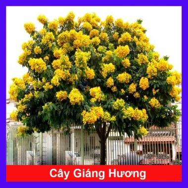Cây Giáng Hương - Cây công trình, sân vườn bóng mát, giảm giá 25.000 VND