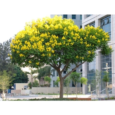 Cây Giáng Hương - Cây công trình, sân vườn bóng mát, giảm giá 25.000 VND 2 Cây Giáng Hương - Cây công trình, sân vườn bóng mát, giảm giá 25.000 VND 2