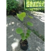 Cây Giáng Hương - Cây công trình, sân vườn bóng mát, giảm giá 25.000 VND 3