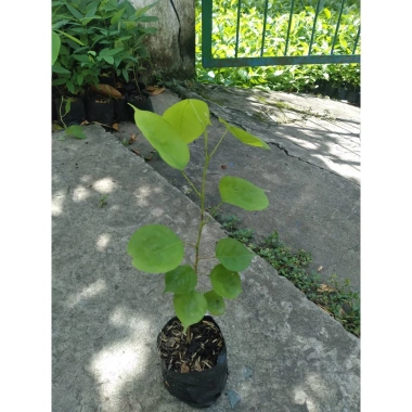 Cây Giáng Hương - Cây công trình, sân vườn bóng mát, giảm giá 25.000 VND