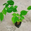 Cây Giáng Hương - Cây công trình, sân vườn bóng mát, giảm giá 25.000 VND 4