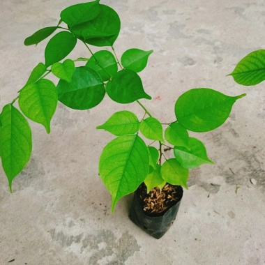 Cây Giáng Hương - Cây công trình, sân vườn bóng mát, giảm giá 25.000 VND