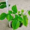 Cây Giáng Hương - Cây công trình, sân vườn bóng mát, giảm giá 25.000 VND 5