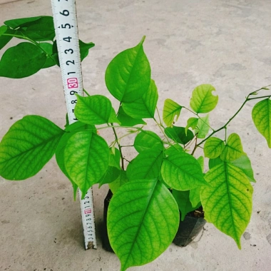 Cây Giáng Hương - Cây công trình, sân vườn bóng mát, giảm giá 25.000 VND