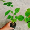Cây Giáng Hương - Cây công trình, sân vườn bóng mát, giảm giá 25.000 VND 6