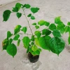 Cây Giáng Hương - Cây công trình, sân vườn bóng mát, giảm giá 25.000 VND 7