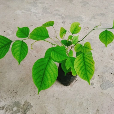 Cây Giáng Hương - Cây công trình, sân vườn bóng mát, giảm giá 25.000 VND
