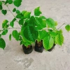 Cây Giáng Hương - Cây công trình, sân vườn bóng mát, giảm giá 25.000 VND 9