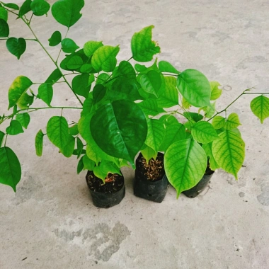Cây Giáng Hương - Cây công trình, sân vườn bóng mát, giảm giá 25.000 VND