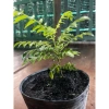 Cây giống cà ri 5 cây - Giá ưu đãi 200.000đ, sinh trưởng nhanh, hương vị đậm đà
