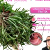 Cây Giống Cỏ Linh Chi Thần Dược Xanh 500g - 50k, Bảo Vệ Sức Khỏe Gia Đình