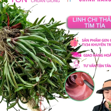 Cây Giống Cỏ Linh Chi Thần Dược Xanh 500g - 50k, Bảo Vệ Sức Khỏe Gia Đình