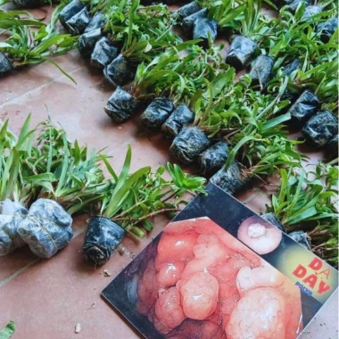 Cây Giống Cỏ Linh Chi Thần Dược Xanh 500g - 50k, Bảo Vệ Sức Khỏe Gia Đình