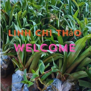 Cây Giống Cỏ Linh Chi Thần Dược Xanh 500g - 50k, Bảo Vệ Sức Khỏe Gia Đình